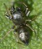 Heliophanus cupreus